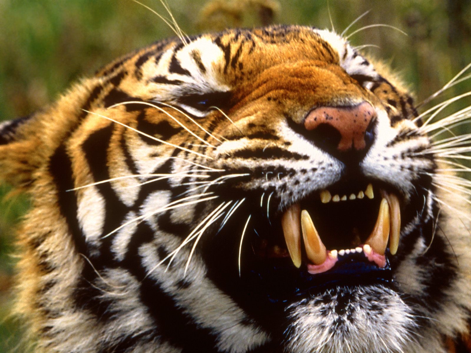 carta da parati tigre del bengala,animale terrestre,natura,tigre del bengala,barba,tigre