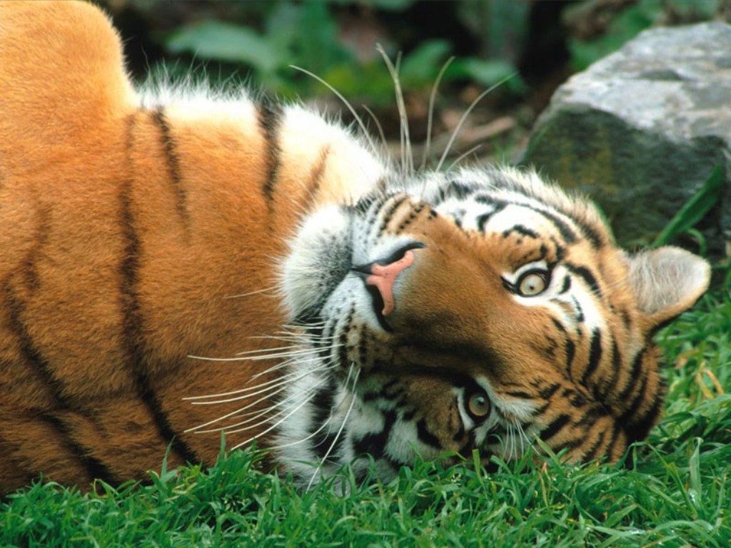 bengal tiger wallpaper,tiger,terrestrial animal,mammal,wildlife,vertebrate