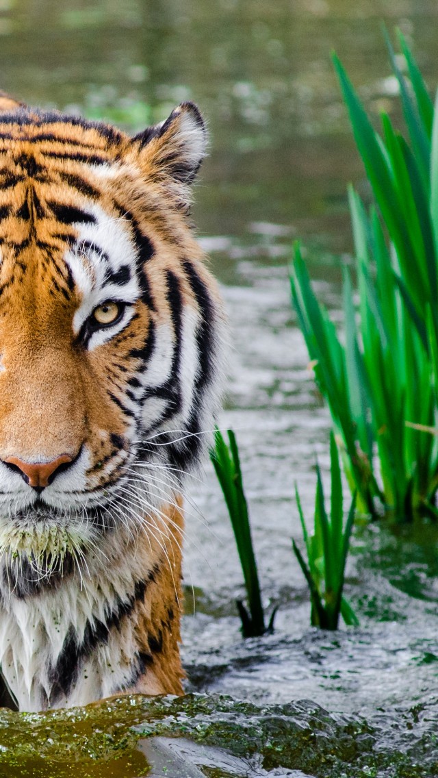 fond d'écran tigre du bengale,tigre,faune,animal terrestre,tigre du bengale,tigre de sibérie