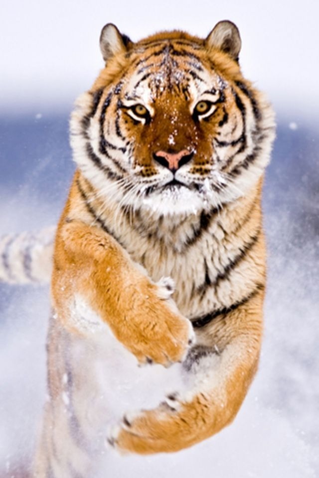 fondo de pantalla de tigre de bengala,tigre,tigre de bengala,tigre siberiano,fauna silvestre,felidae