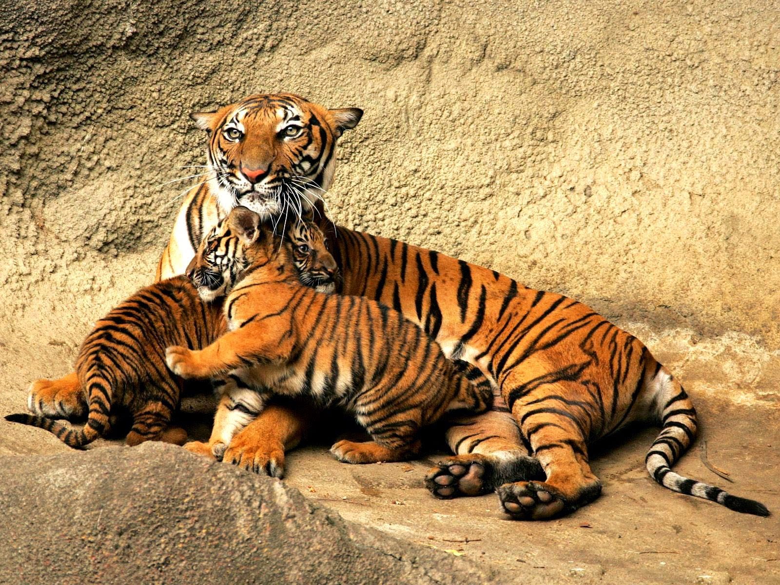 fond d'écran tigre du bengale,tigre,tigre du bengale,faune,tigre de sibérie,félidés