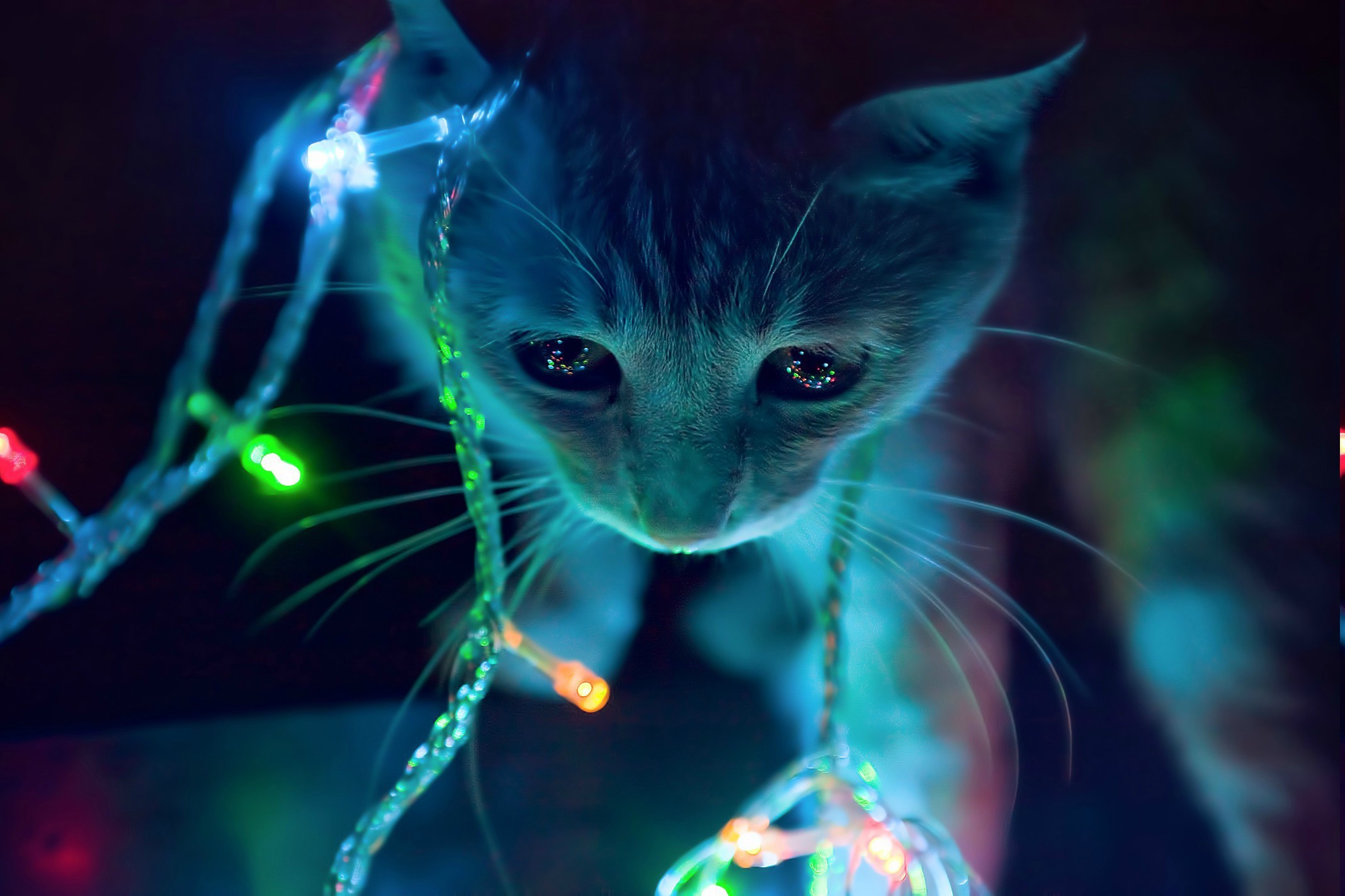 fond d'écran de chat anime,chat,moustaches,félidés,lumière,bleu