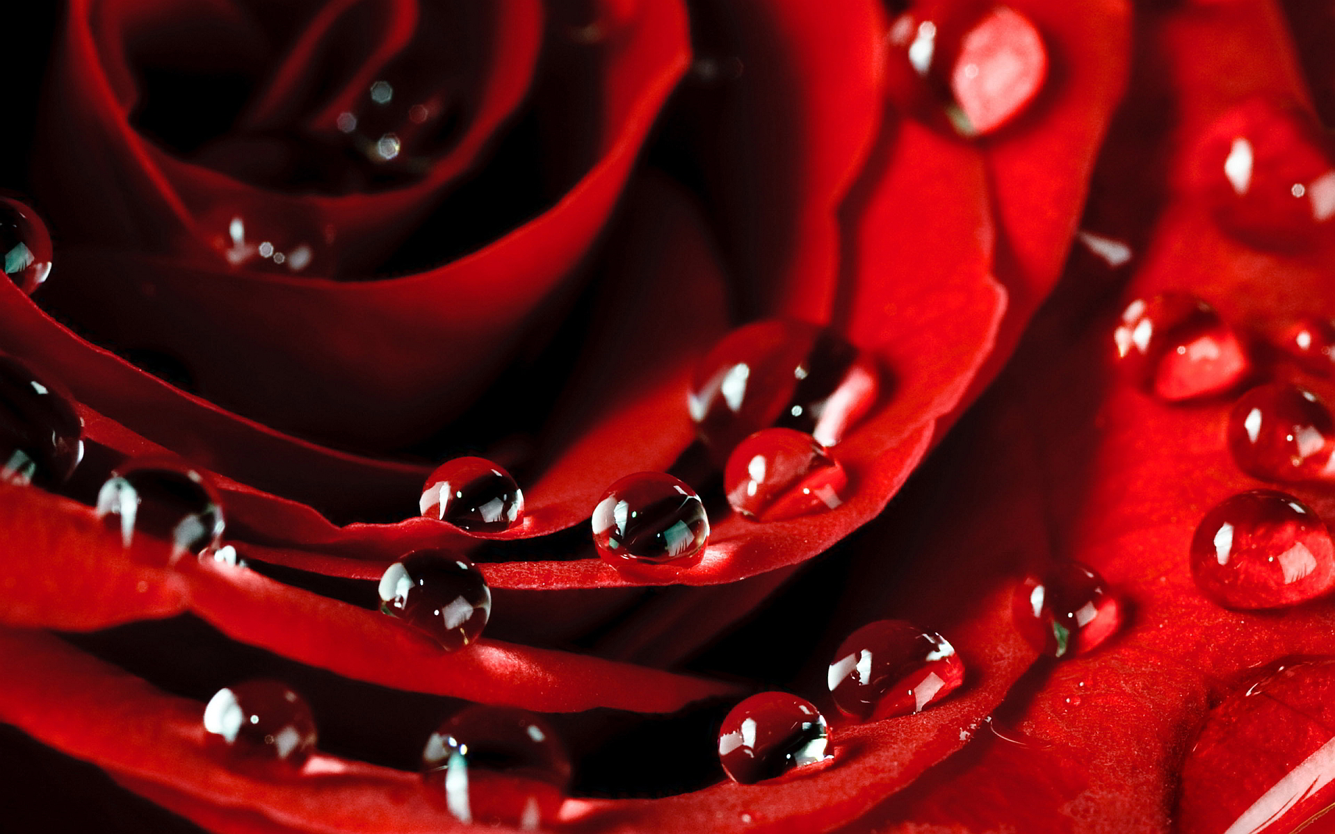 3d 빨간 장미 라이브 배경 화면,빨간,물,꽃잎,매크로 사진,확대