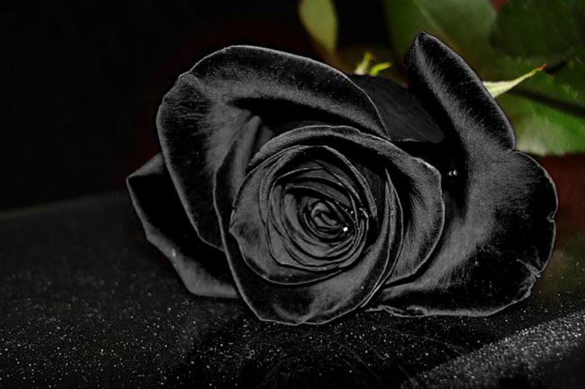 3d rote rose live wallpaper,gartenrosen,schwarz,rose,weiß,monochrome fotografie