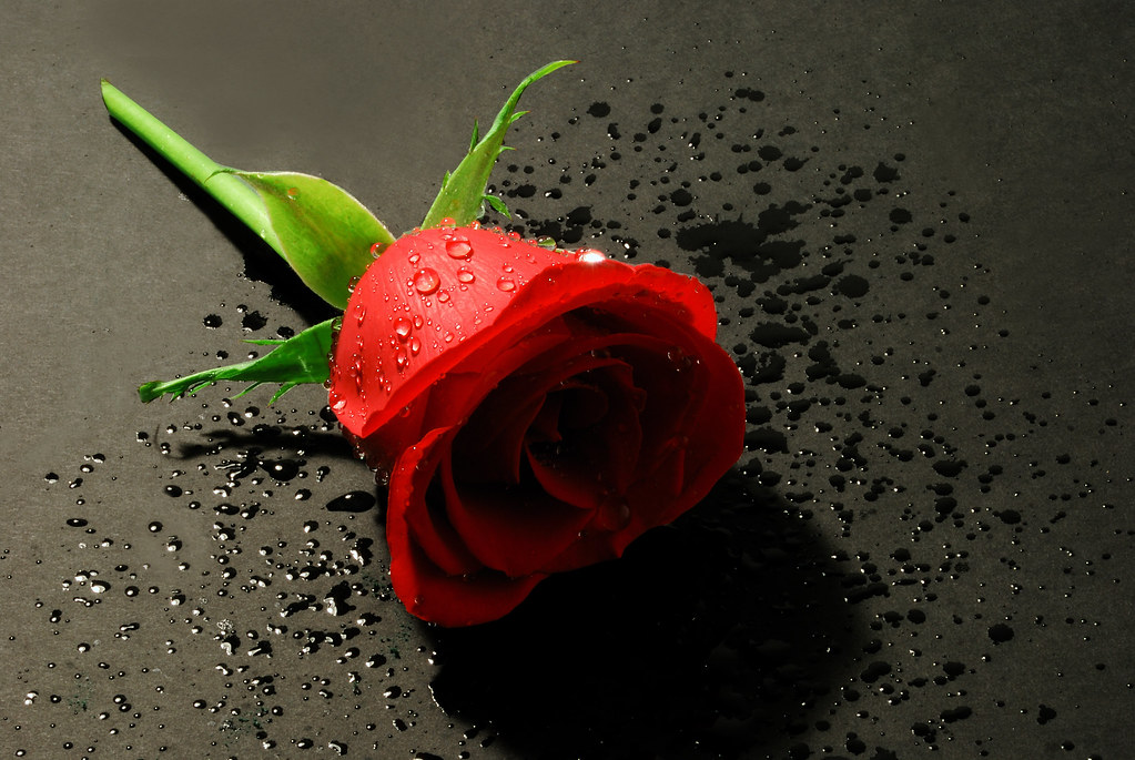 3d rose rouge fond d'écran animé,rouge,roses de jardin,fleur,rose,pétale