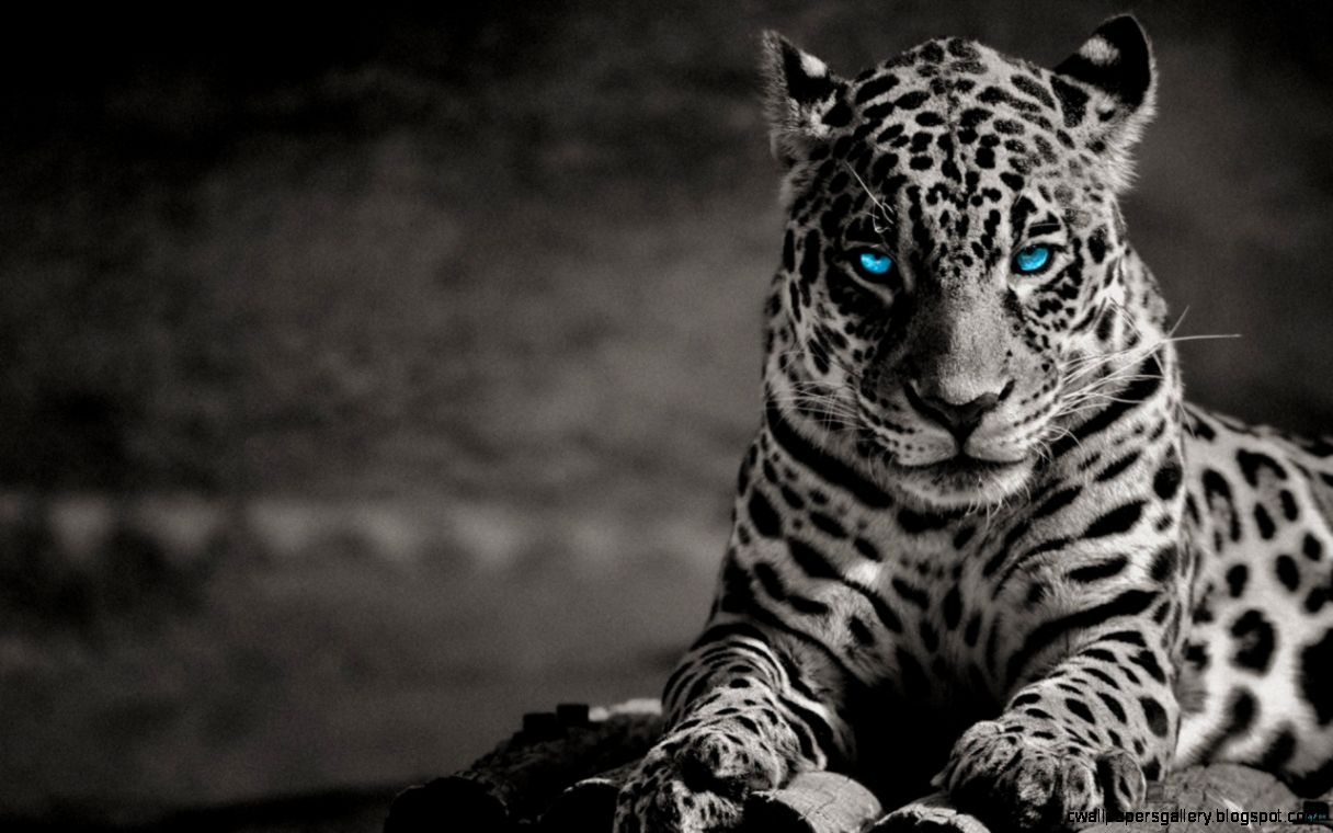 blauer tiger tapete,landtier,tierwelt,felidae,jaguar,schnurrhaare