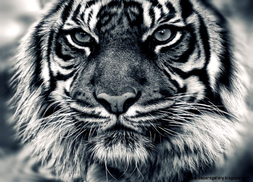 White Tiger With Blue Eyes Wallpaper 3d Amazing Wallpapers - Tiger