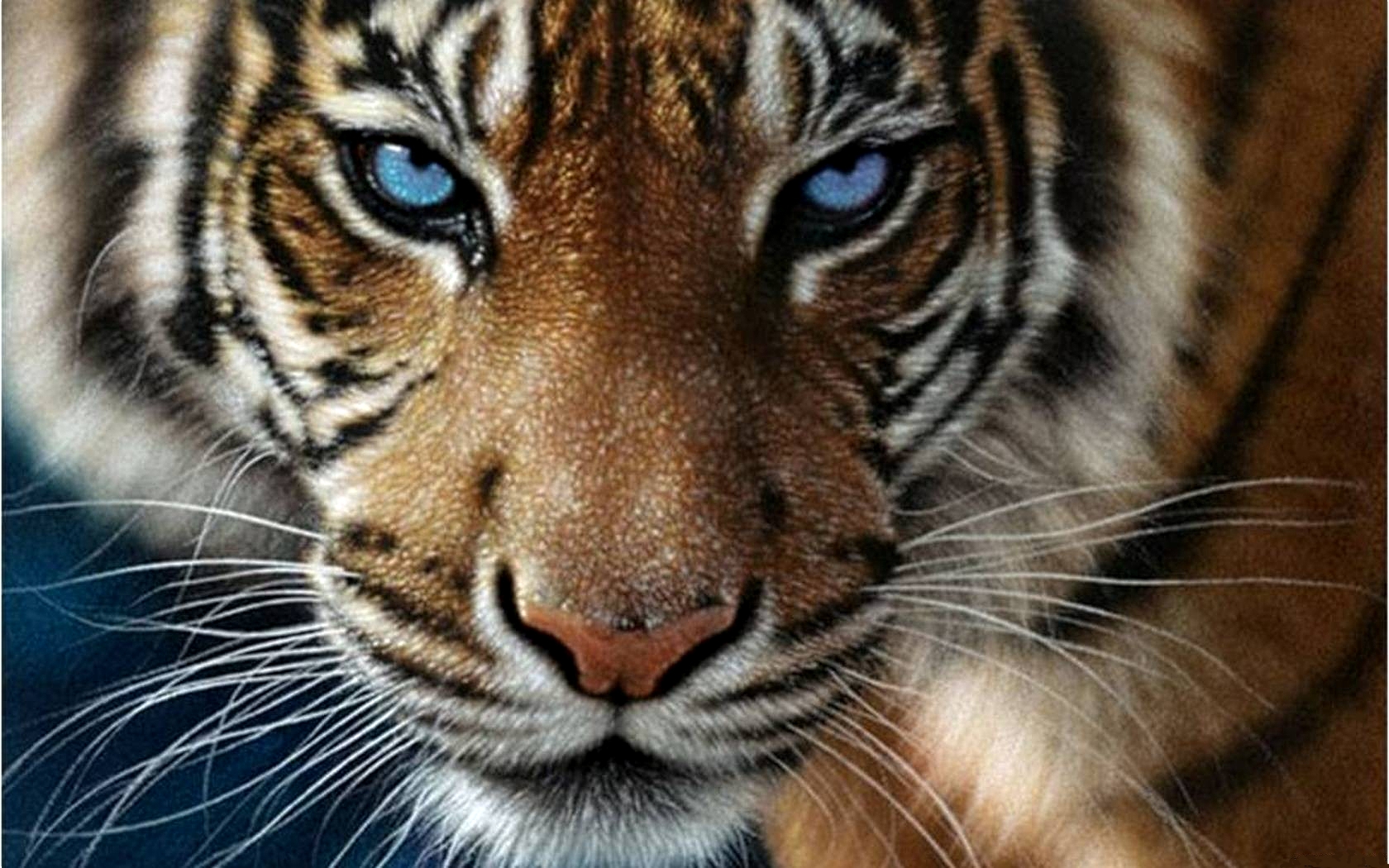 blauer tiger tapete,tiger,tierwelt,landtier,bengalischer tiger,schnurrhaare