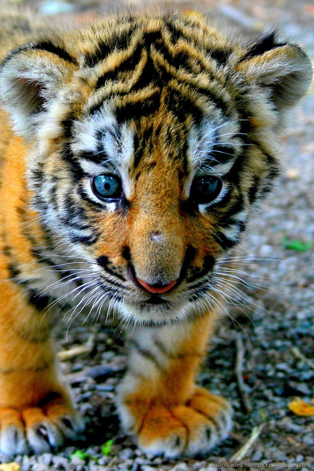 carta da parati tigre blu,tigre,natura,animale terrestre,tigre del bengala,felidae