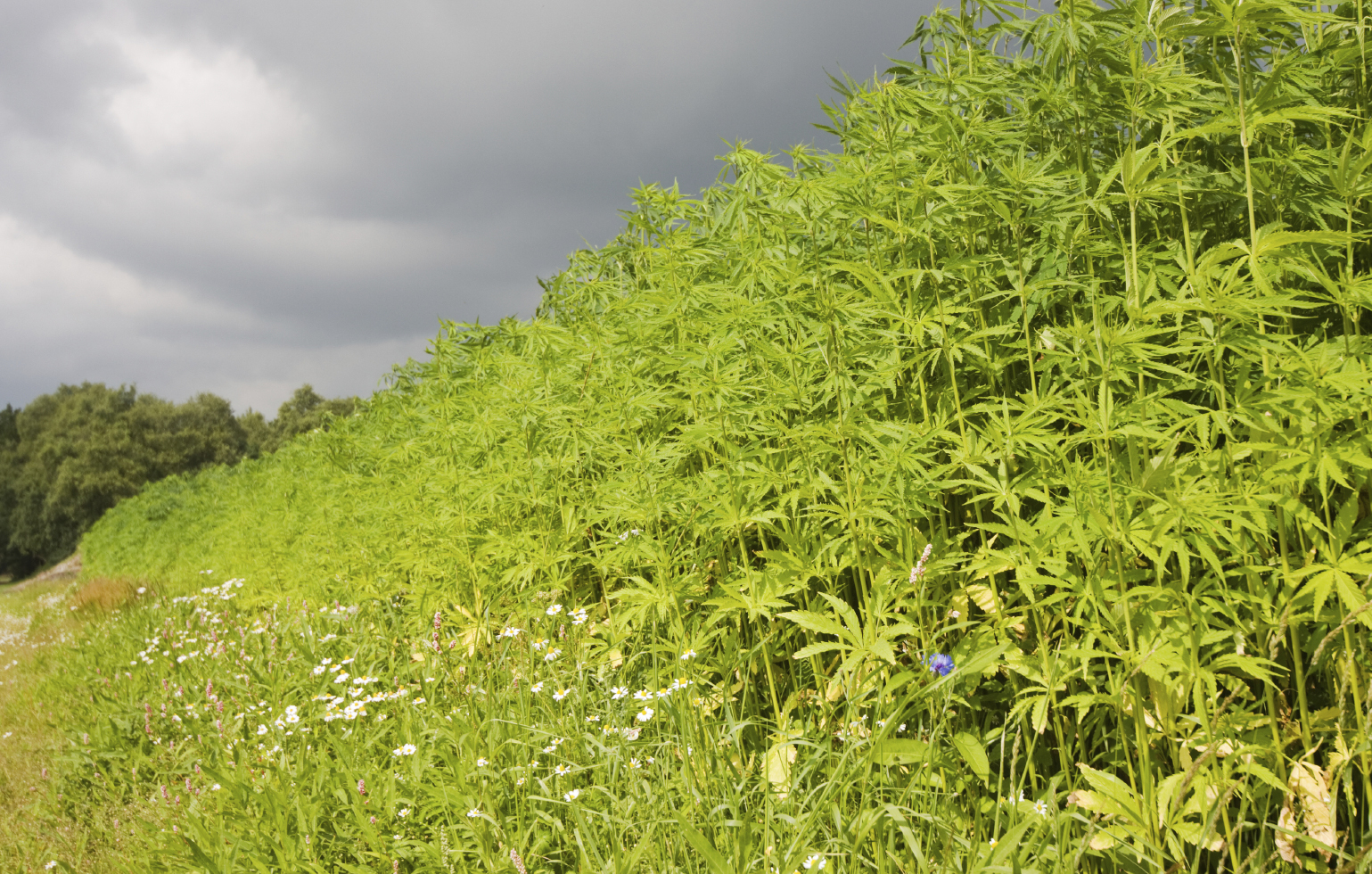 hemp wallpaper,plant,vegetation,grass,flower,tree