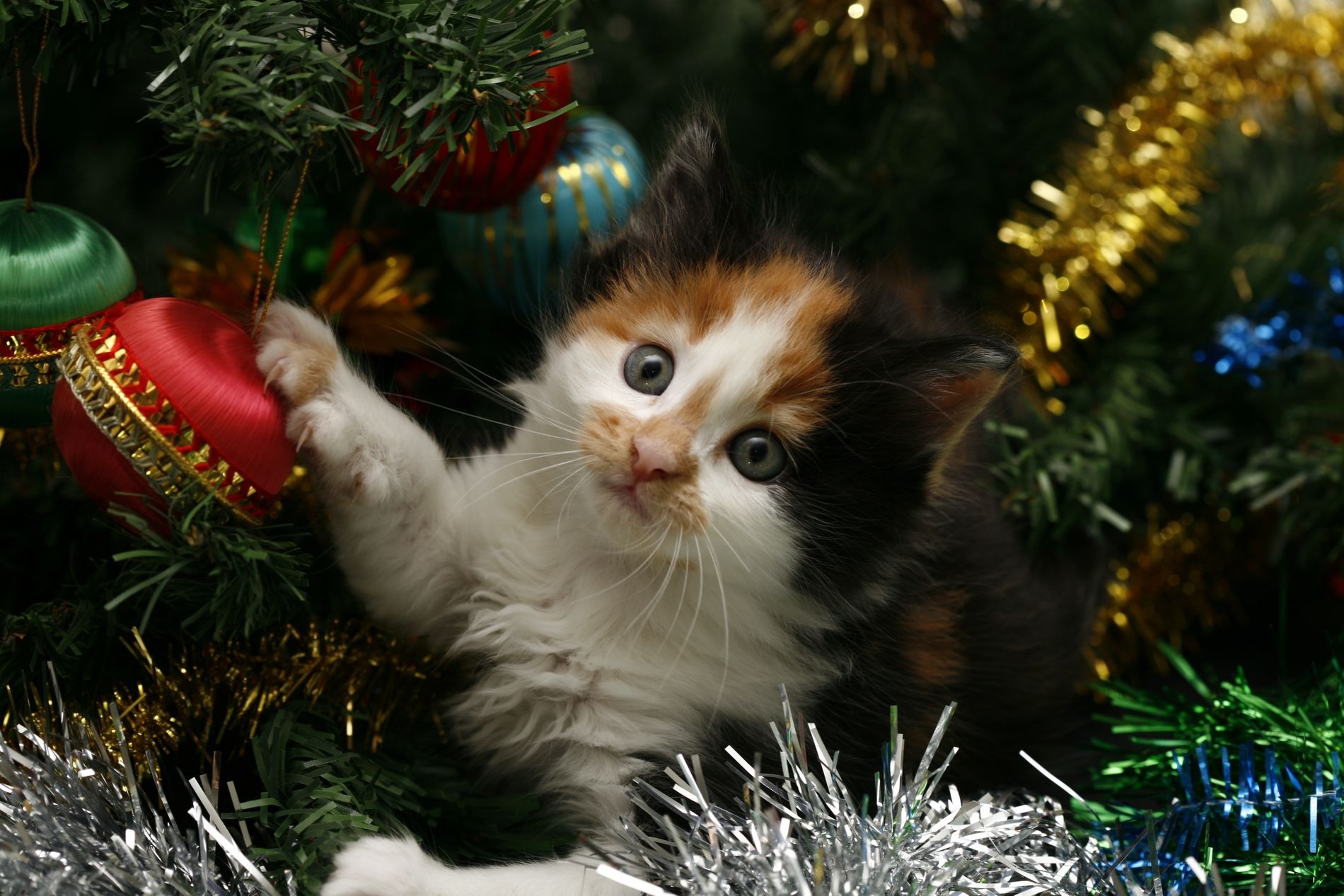 tapete noel,katze,weihnachtsbaum,kleine bis mittelgroße katzen,felidae,schnurrhaare