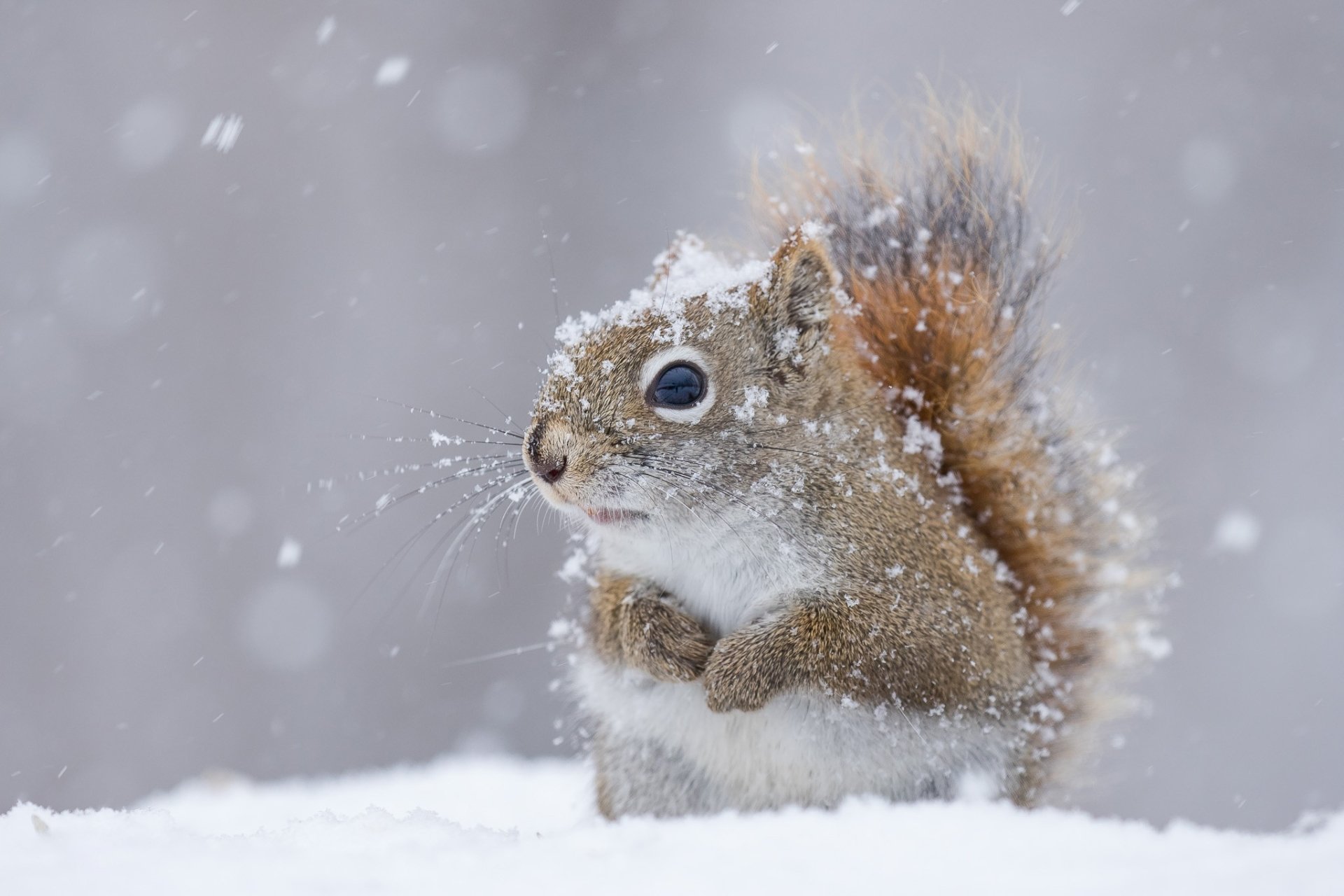 fondo de pantalla bola hd,ardilla,nieve,hocico,fauna silvestre,invierno