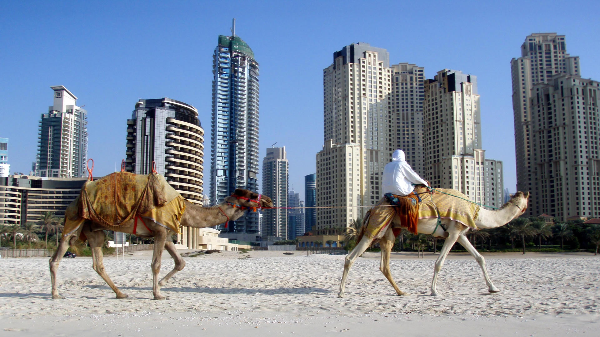 carta da parati araba,cammello,cammello arabo,natura,fotografia,paesaggio