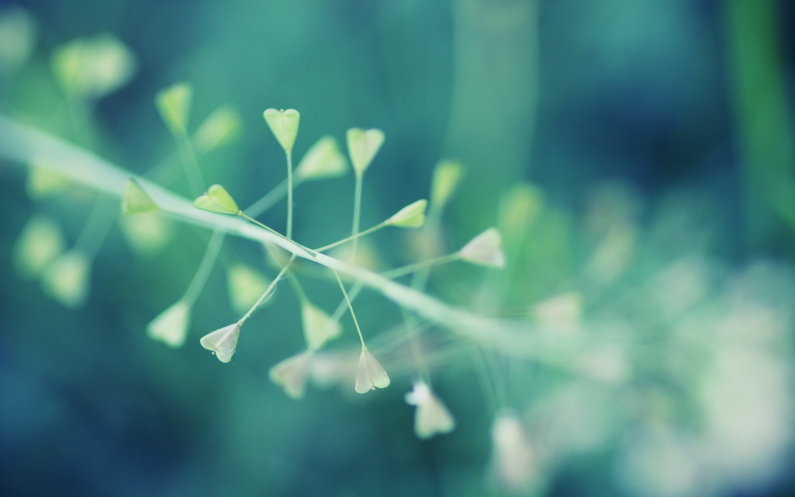 hintergrundbildoptionen,grün,blatt,natur,blau,himmel