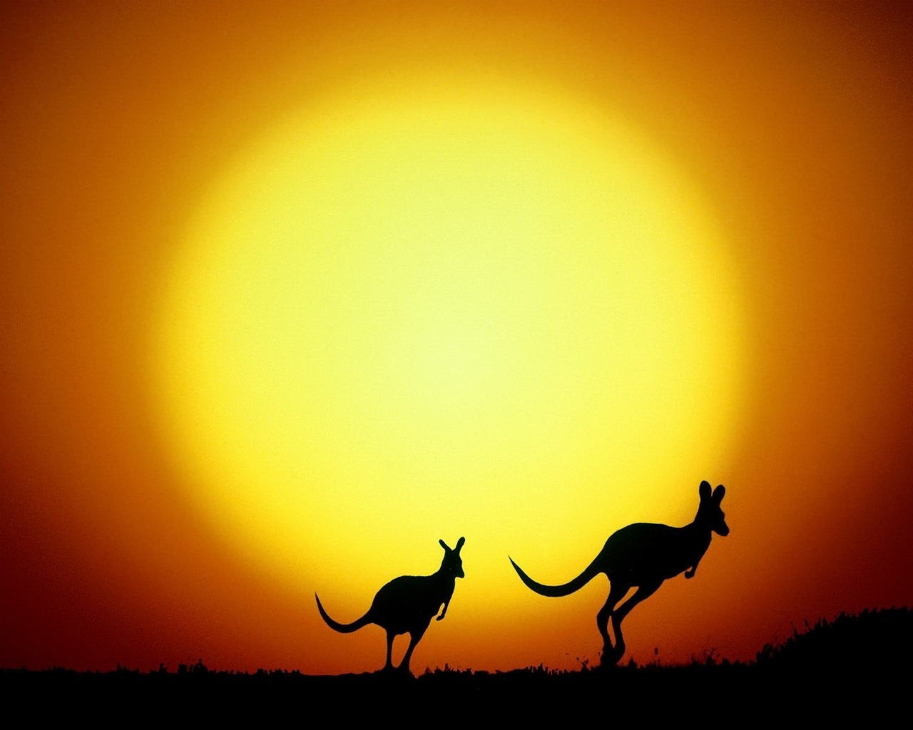 fonds d'écran les plus impressionnants,ciel,faune,kangourou,silhouette,le coucher du soleil