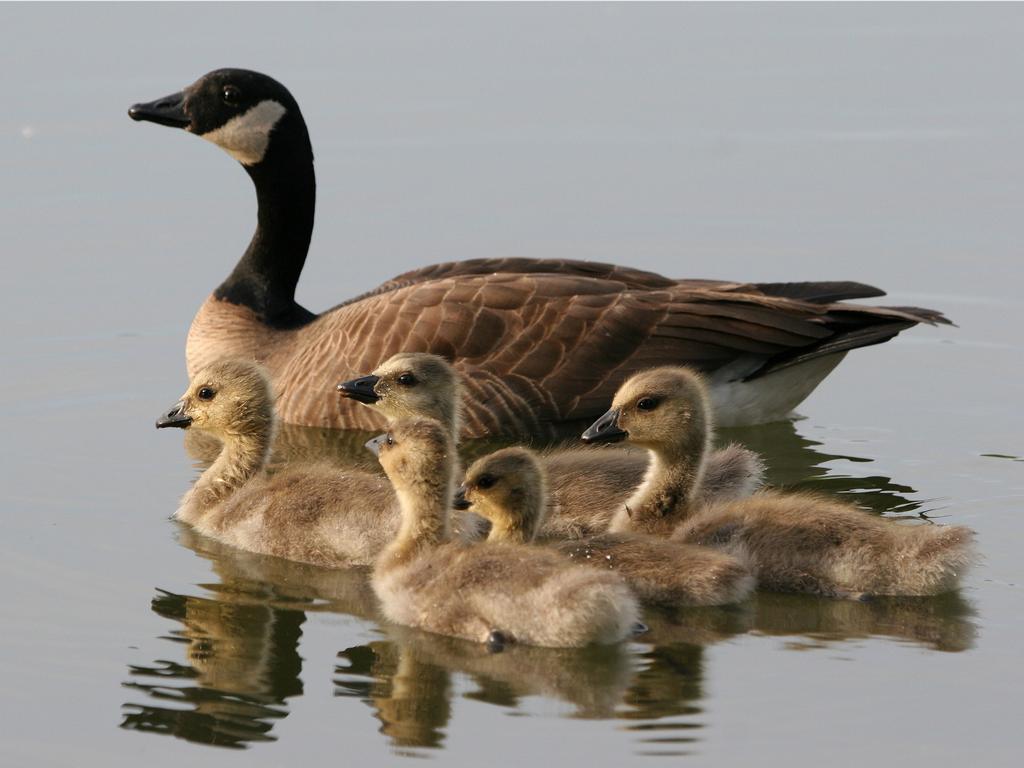 goose wallpaper,bird,vertebrate,canada goose,water bird,duck