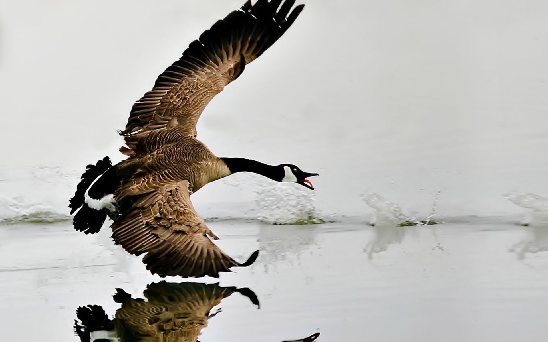 goose wallpaper,bird,vertebrate,canada goose,beak,water bird