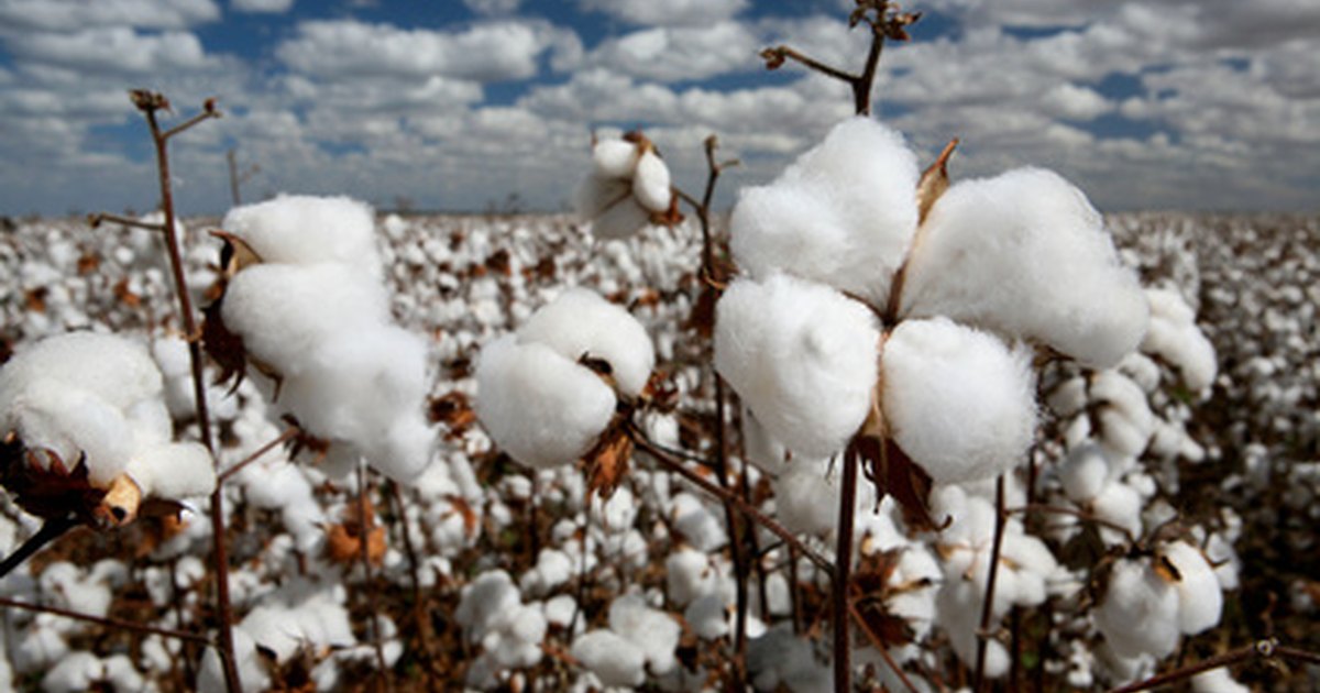 papel de algodón,algodón,nieve,congelación,textil,invierno