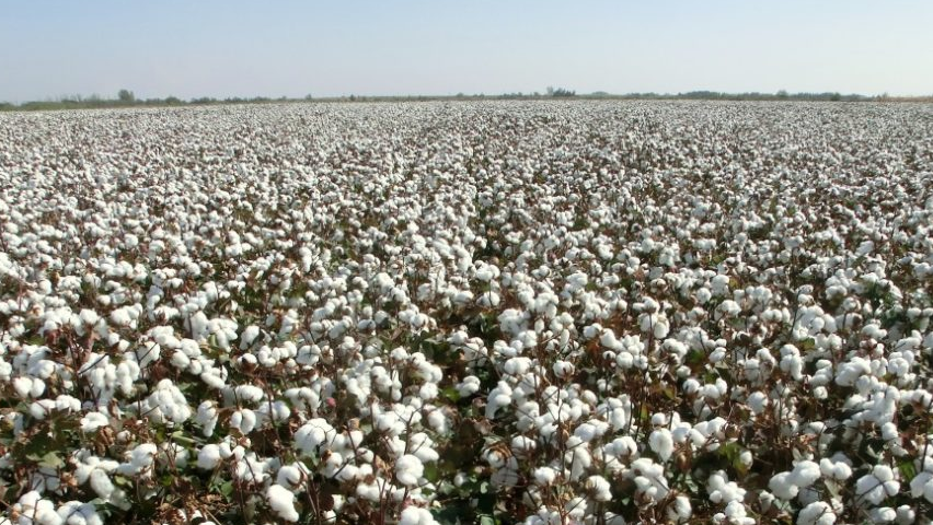 cotton wallpaper,field,cotton,crop,plant,adaptation