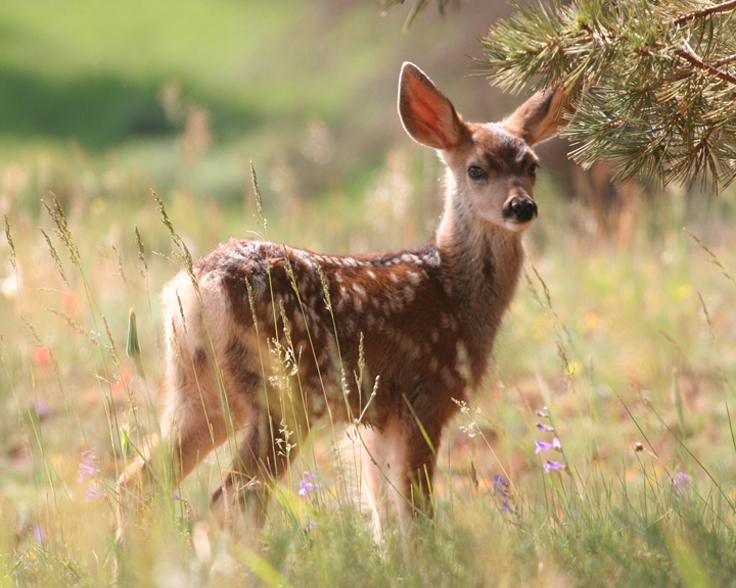 fawn wallpaper,mammal,vertebrate,wildlife,deer,terrestrial animal