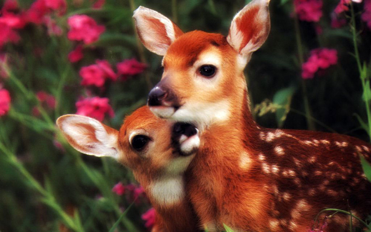 fawn wallpaper,vertebrate,mammal,deer,wildlife,fawn