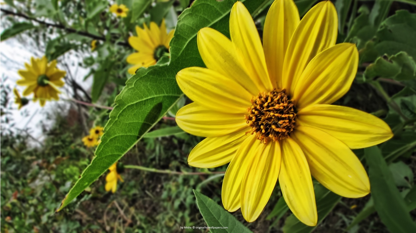 big print wallpaper,flower,euryops pectinatus,yellow,petal,jerusalem artichoke