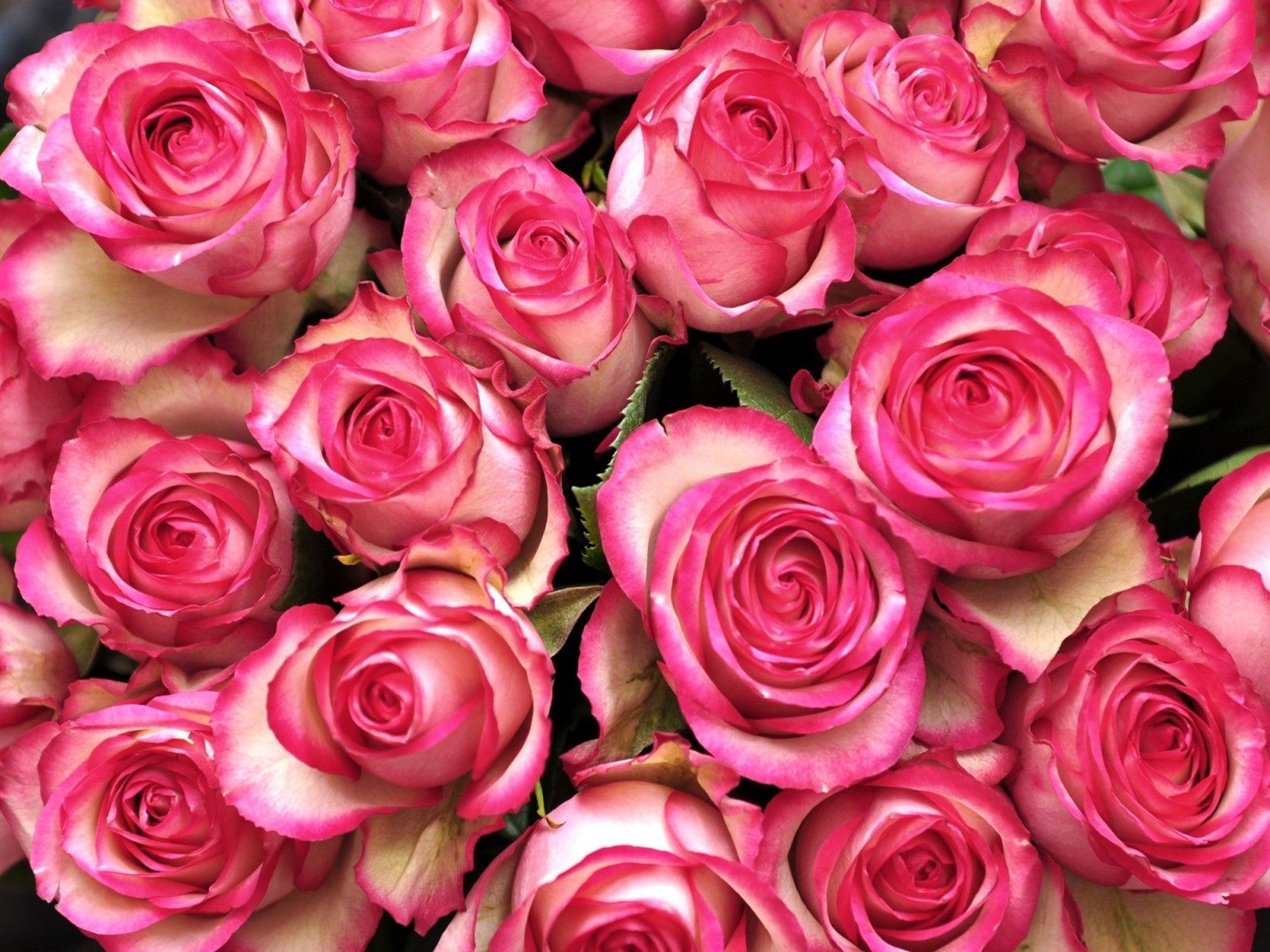 muchos fondos de pantalla,flor,rosas de jardín,planta floreciendo,rosa,rosado