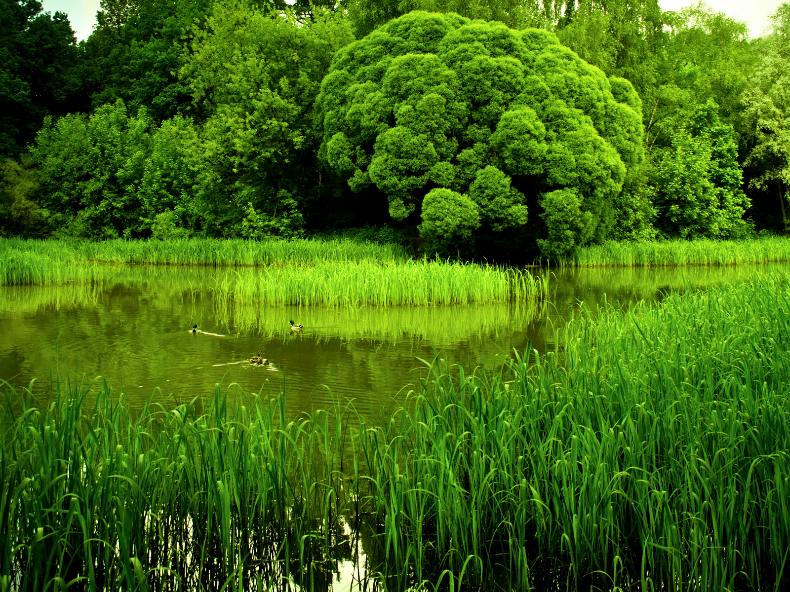 papel tapiz que puede moverse,paisaje natural,naturaleza,verde,césped,reflexión