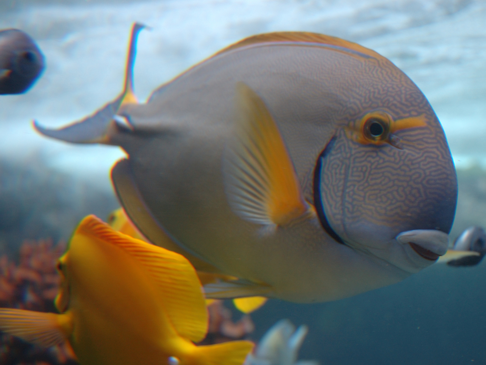 fond d'écran vidéo de poisson,poisson,poisson,biologie marine,pomacentridae,sous marin