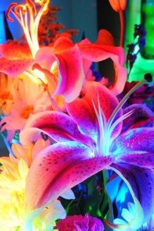 pretty live wallpapers,flower,petal,plant,animation,electric blue