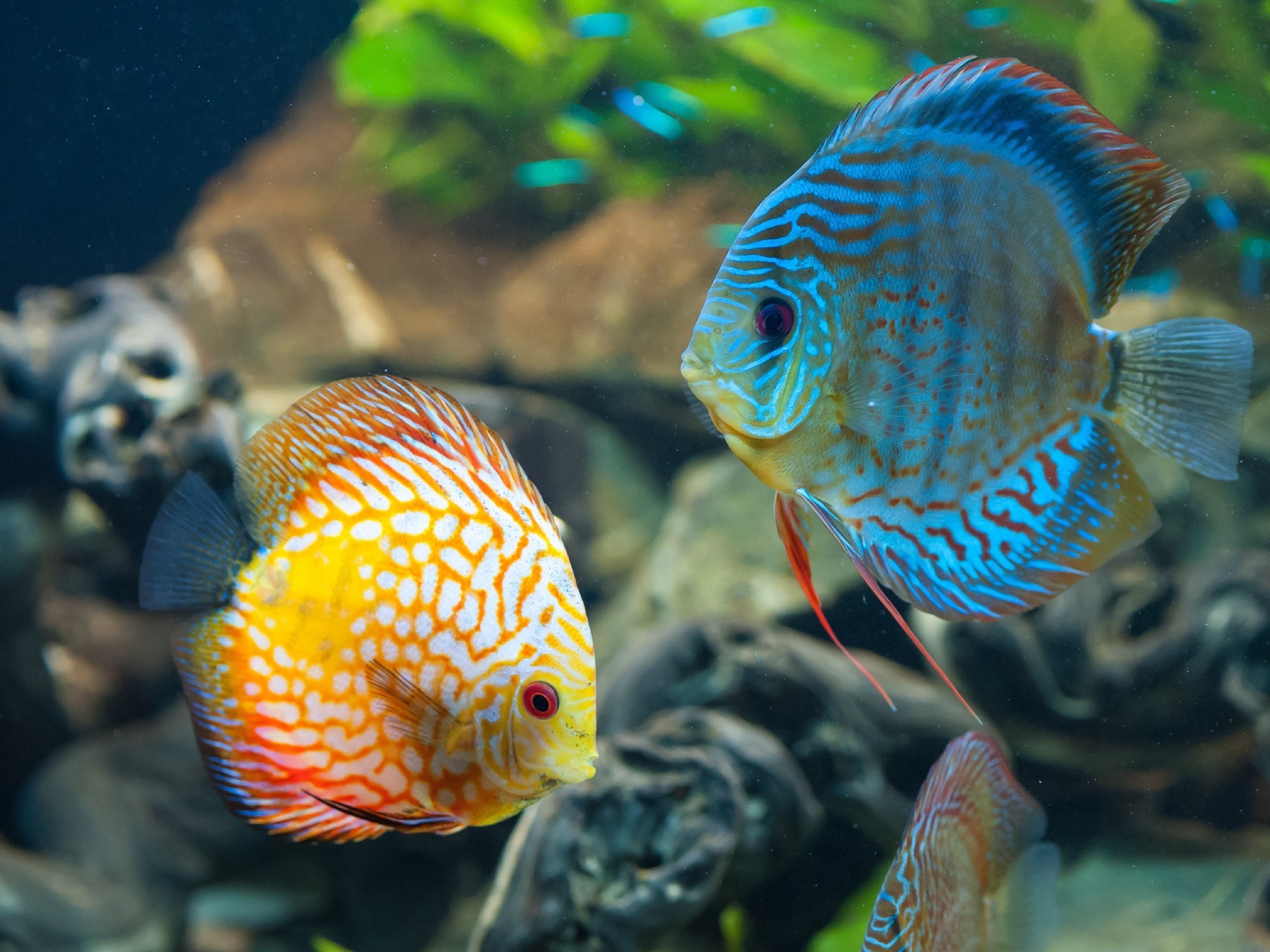 Discus Fish Wallpaper 4k- WallpaperUse