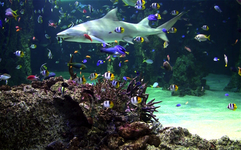 スクリーンセーバーのライブ壁紙,魚,海洋生物学,水族館,魚,水中