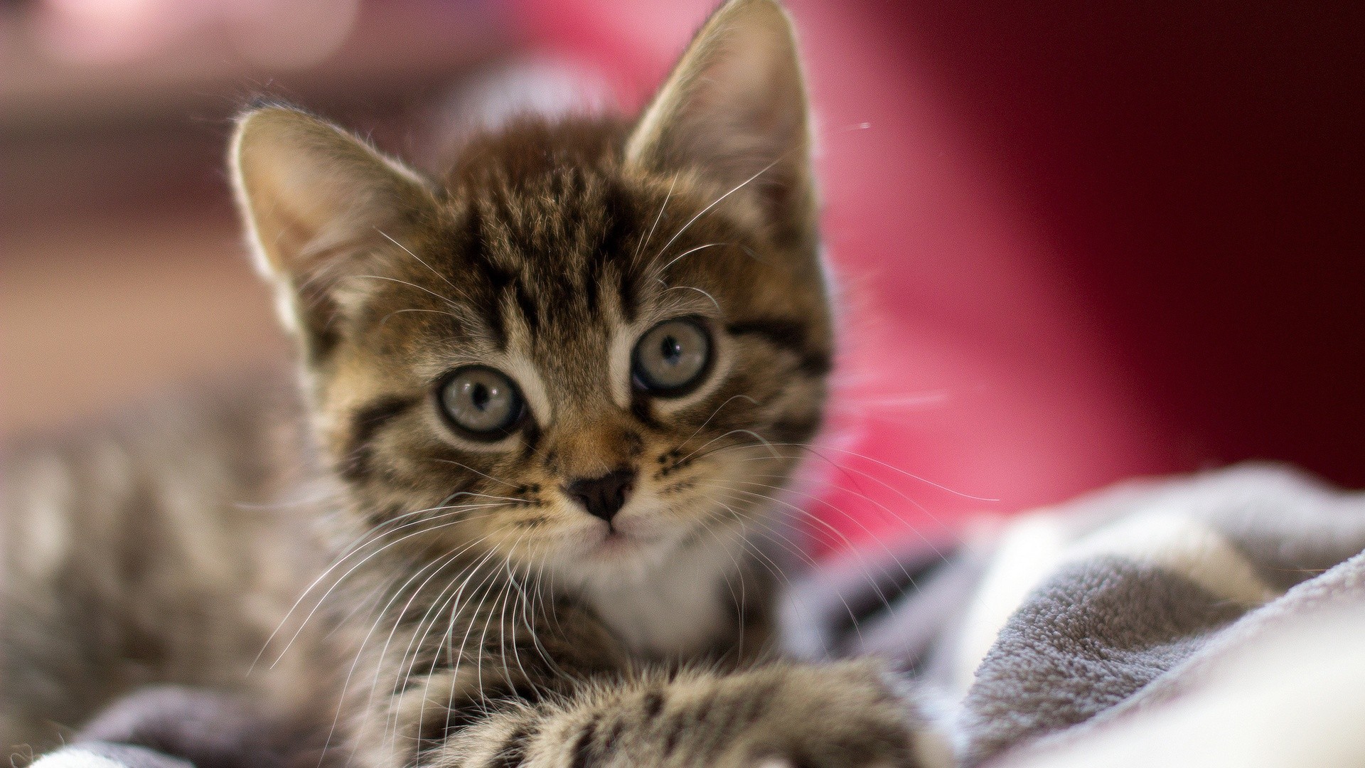 子猫のデスクトップの壁紙,ネコ,中型から中型の猫,ひげ,ネコ科,ぶち猫