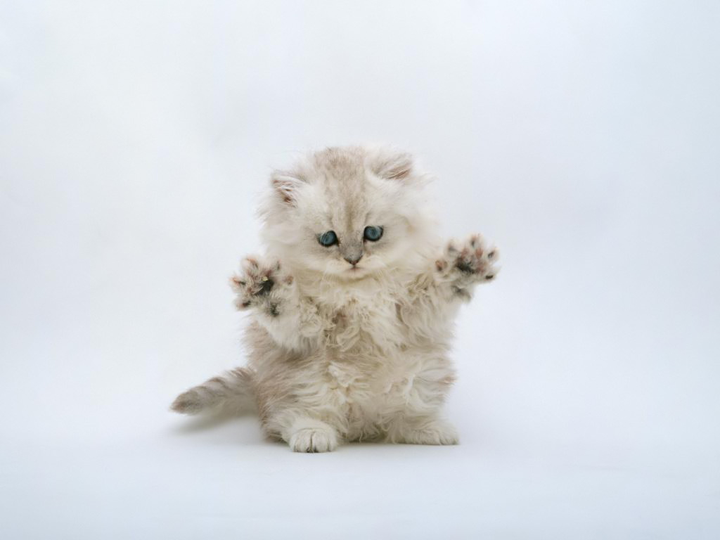 fond d'écran de chaton,chat,chats de petite à moyenne taille,félidés,moustaches,poil long britannique