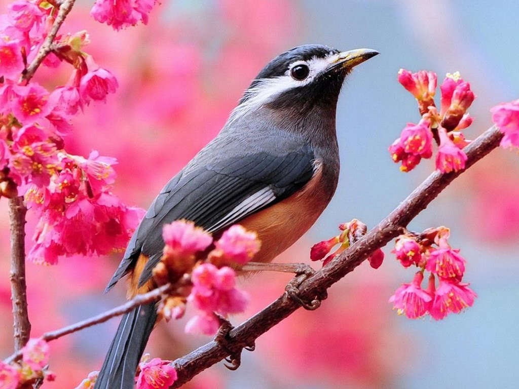 bird desktop wallpaper,bird,beak,blossom,plant,spring