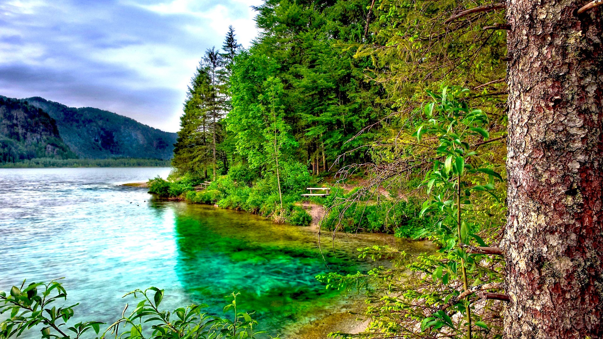 fond d'écran de forêt,paysage naturel,la nature,plan d'eau,l'eau,arbre