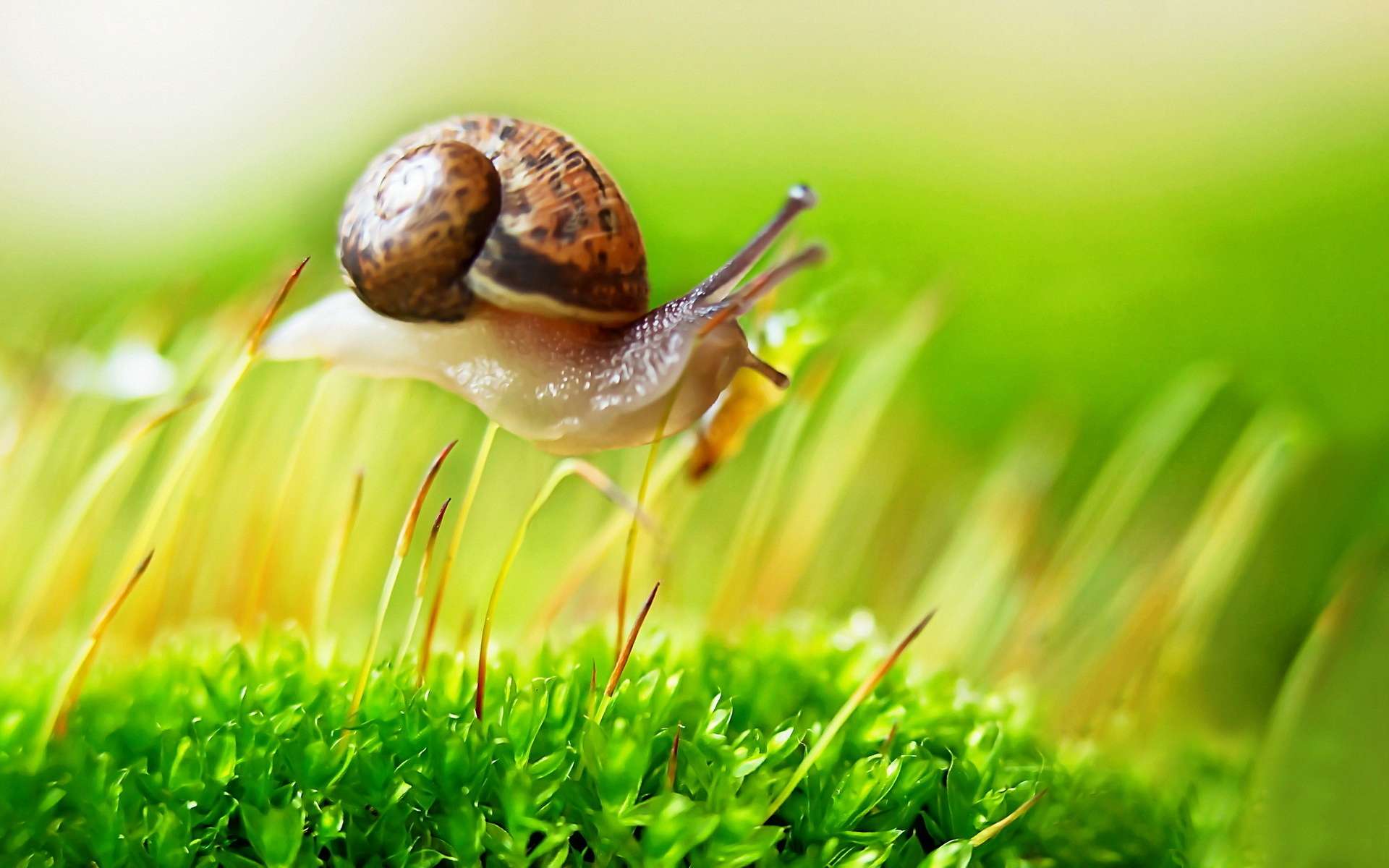 fondo de pantalla,caracol,caracoles y babosas,naturaleza,lymnaeidae