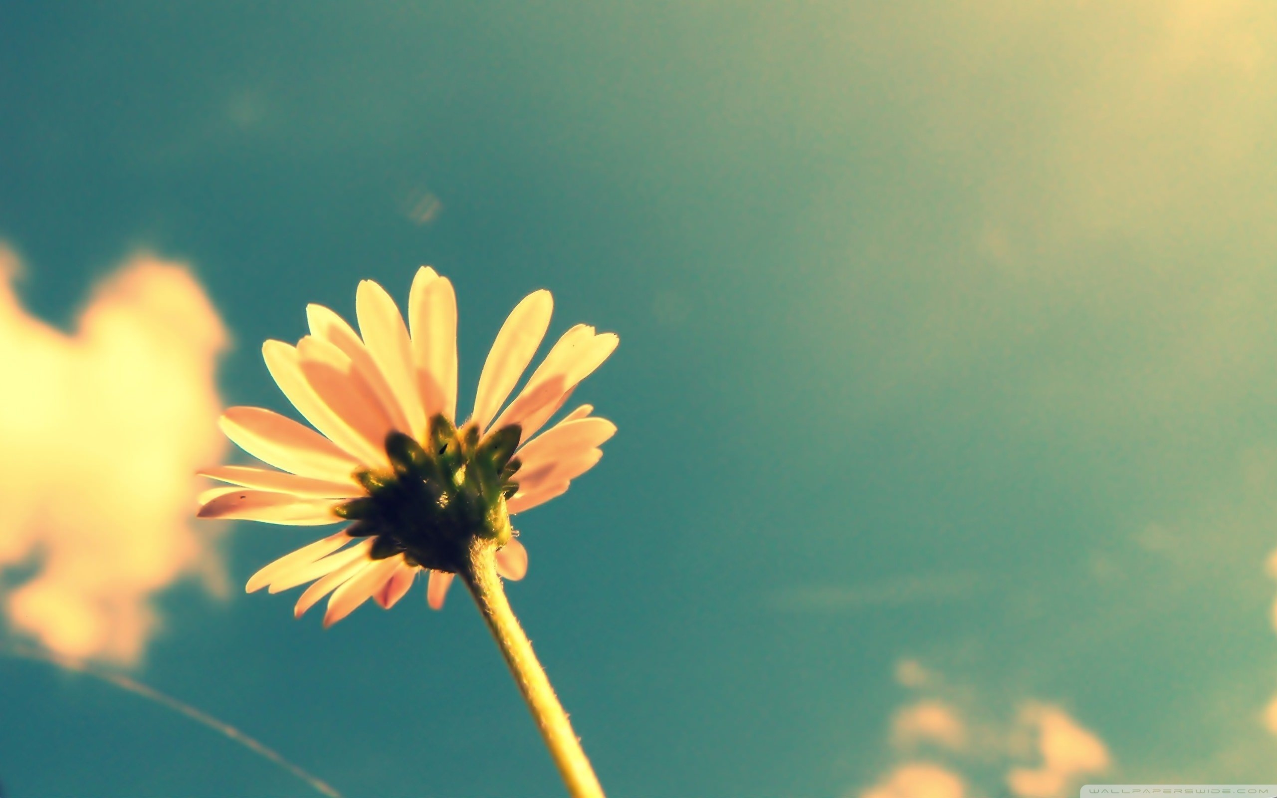 vintage desktop wallpaper,flower,sky,green,yellow,petal