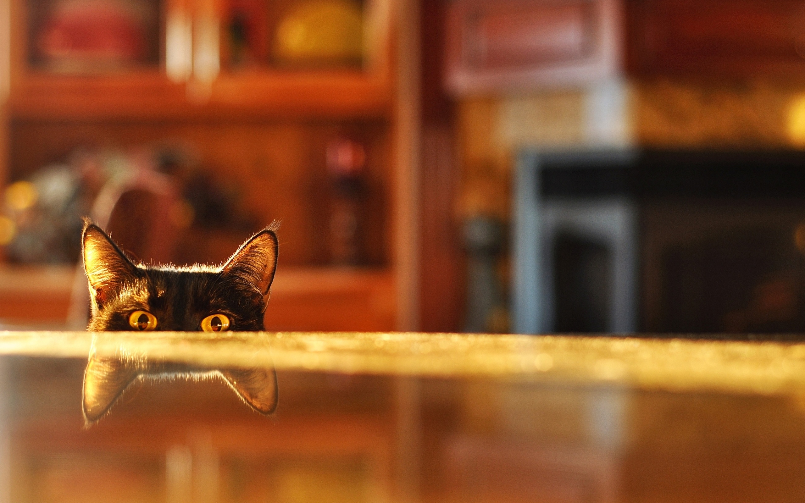 papier peint de table,chat,chats de petite à moyenne taille,félidés,chat noir,bois