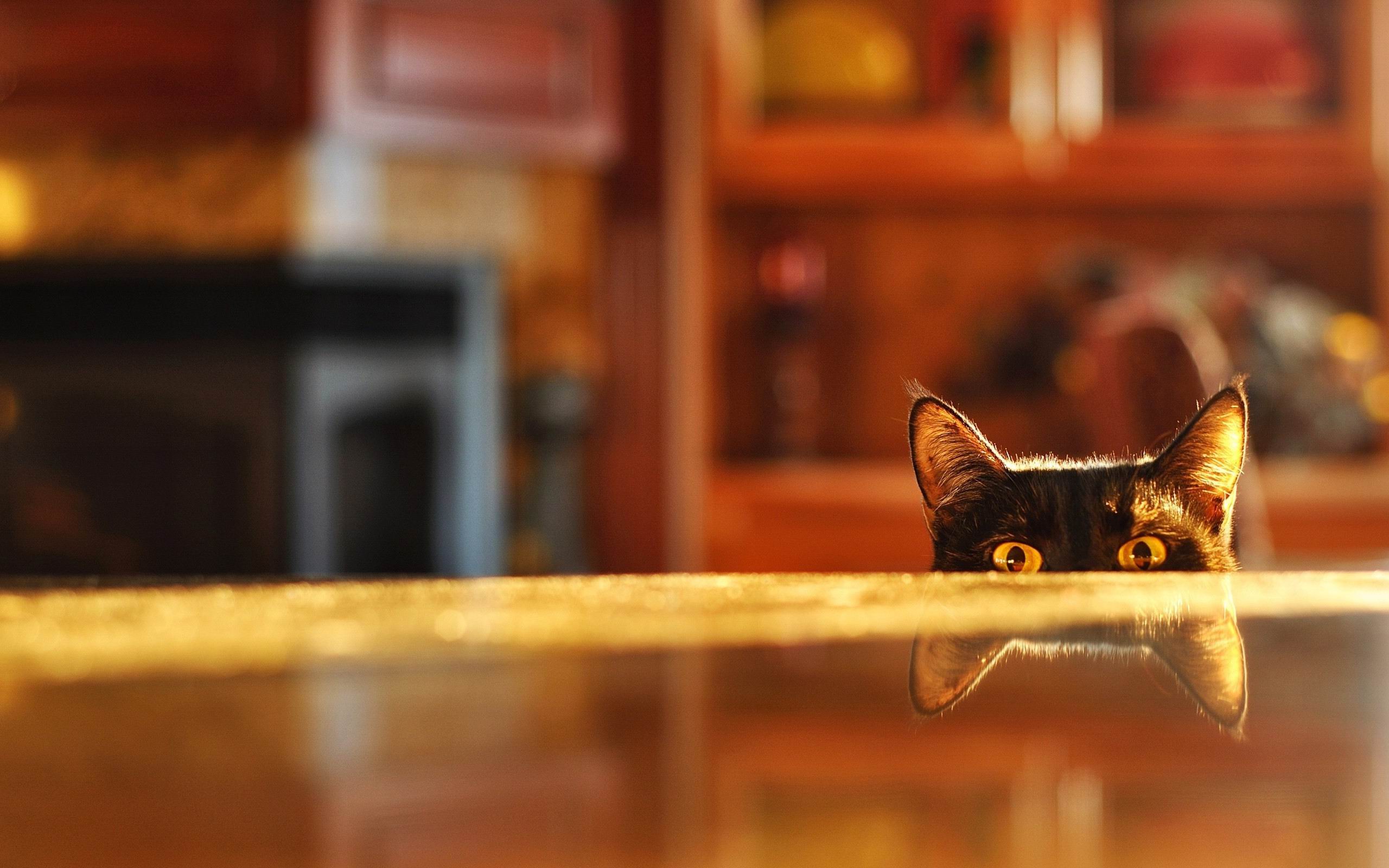 papel pintado de mesa,gato,gatos pequeños a medianos,felidae,madera,bigotes