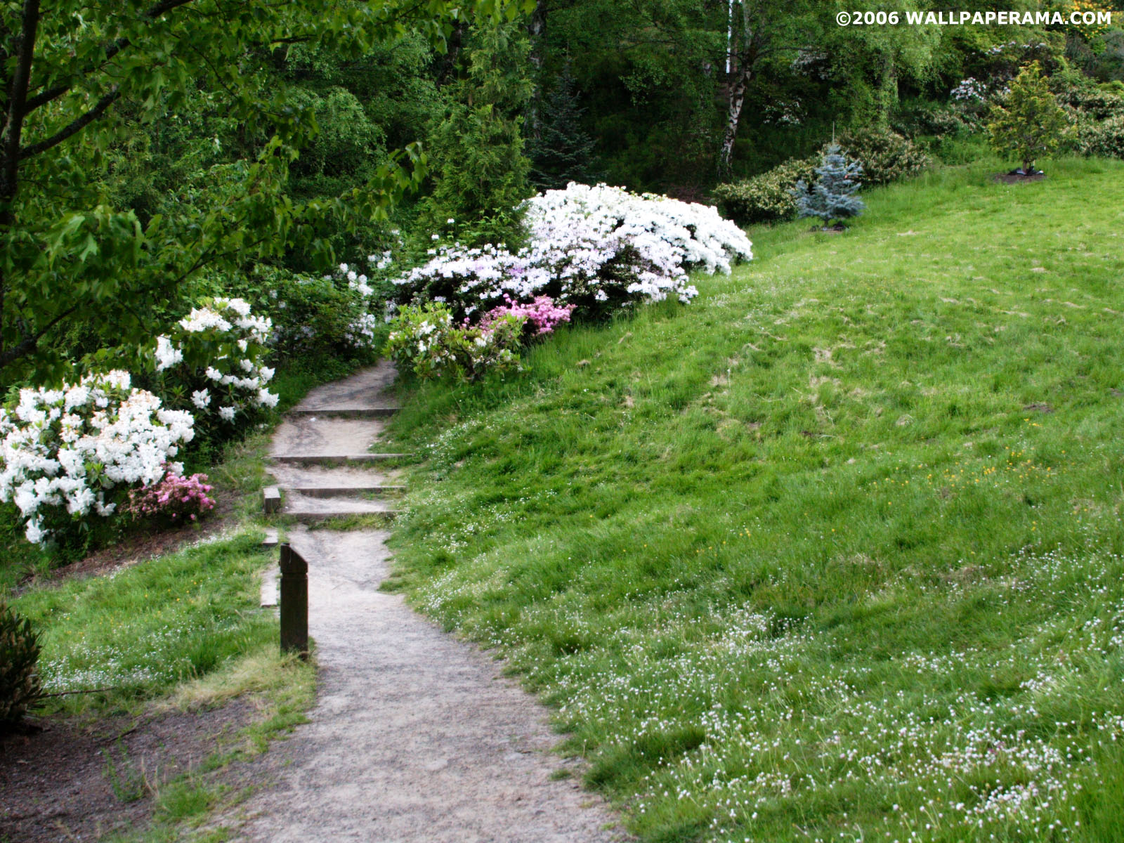 secret garden wallpaper,garden,nature,lawn,shrub,grass