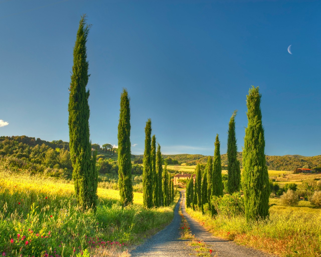 carta da parati della casa di campagna,paesaggio naturale,natura,cielo,strada,albero