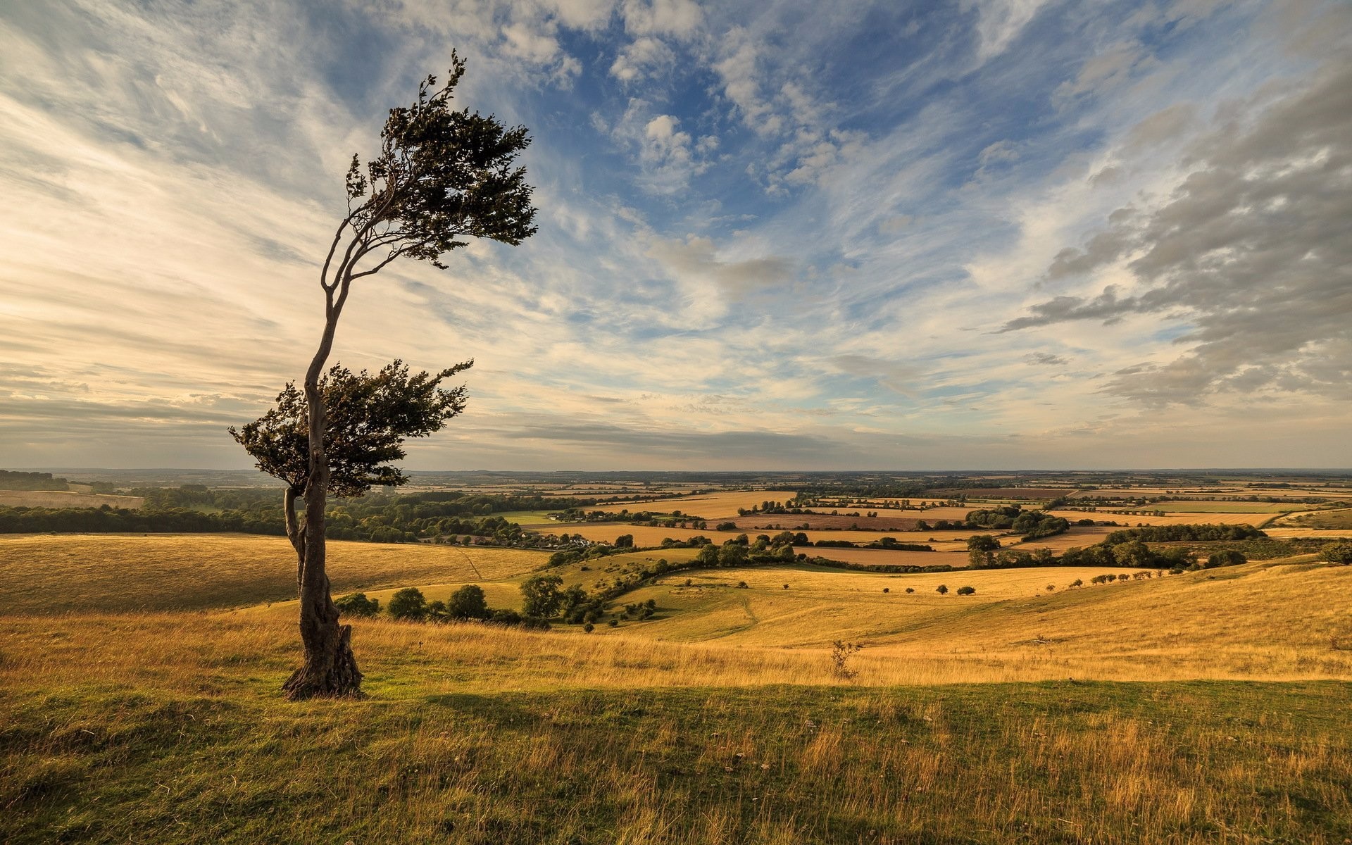 dramatic wallpaper,sky,natural landscape,nature,tree,plain