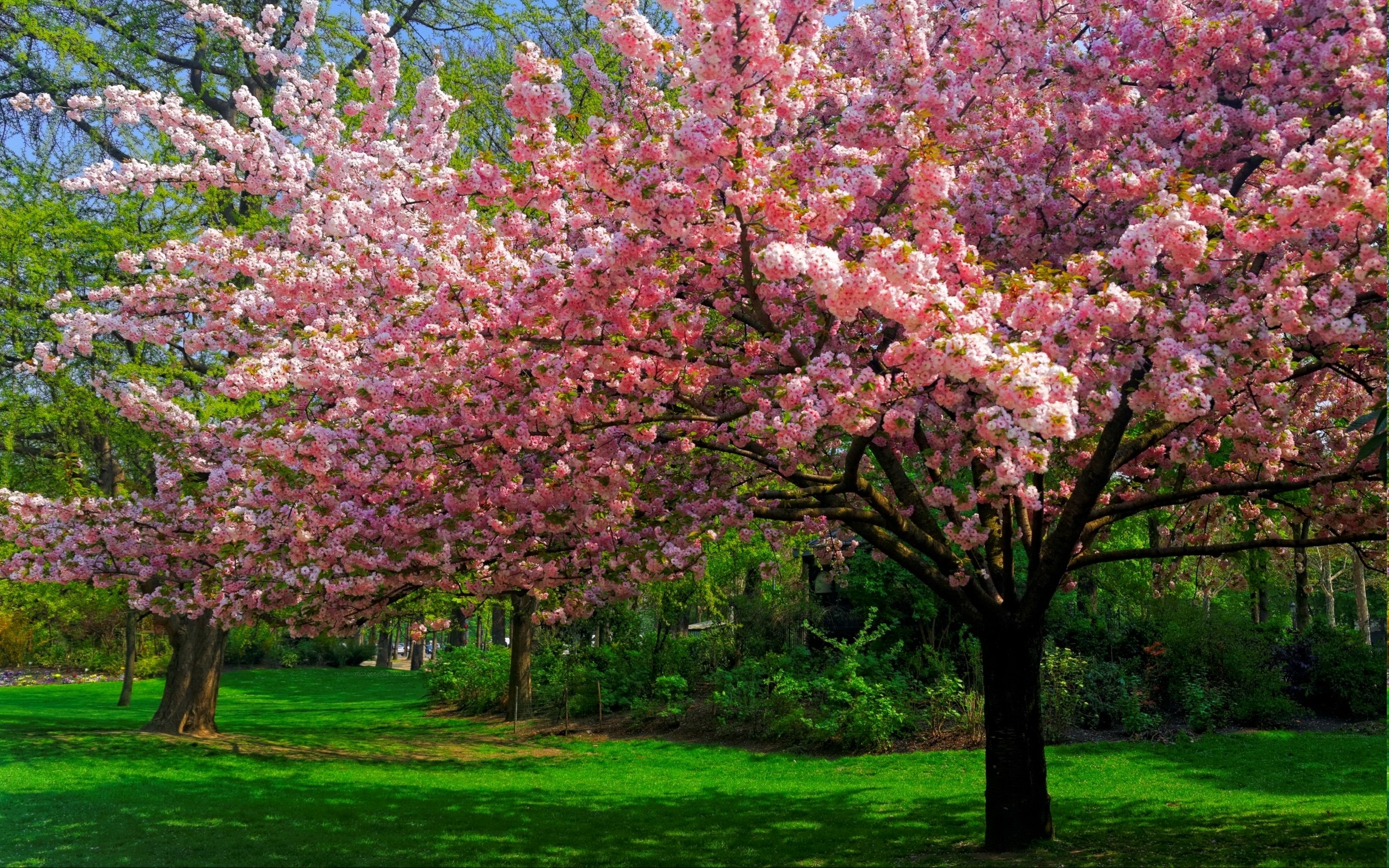 桜の木の壁紙,花,木,工場,春,花