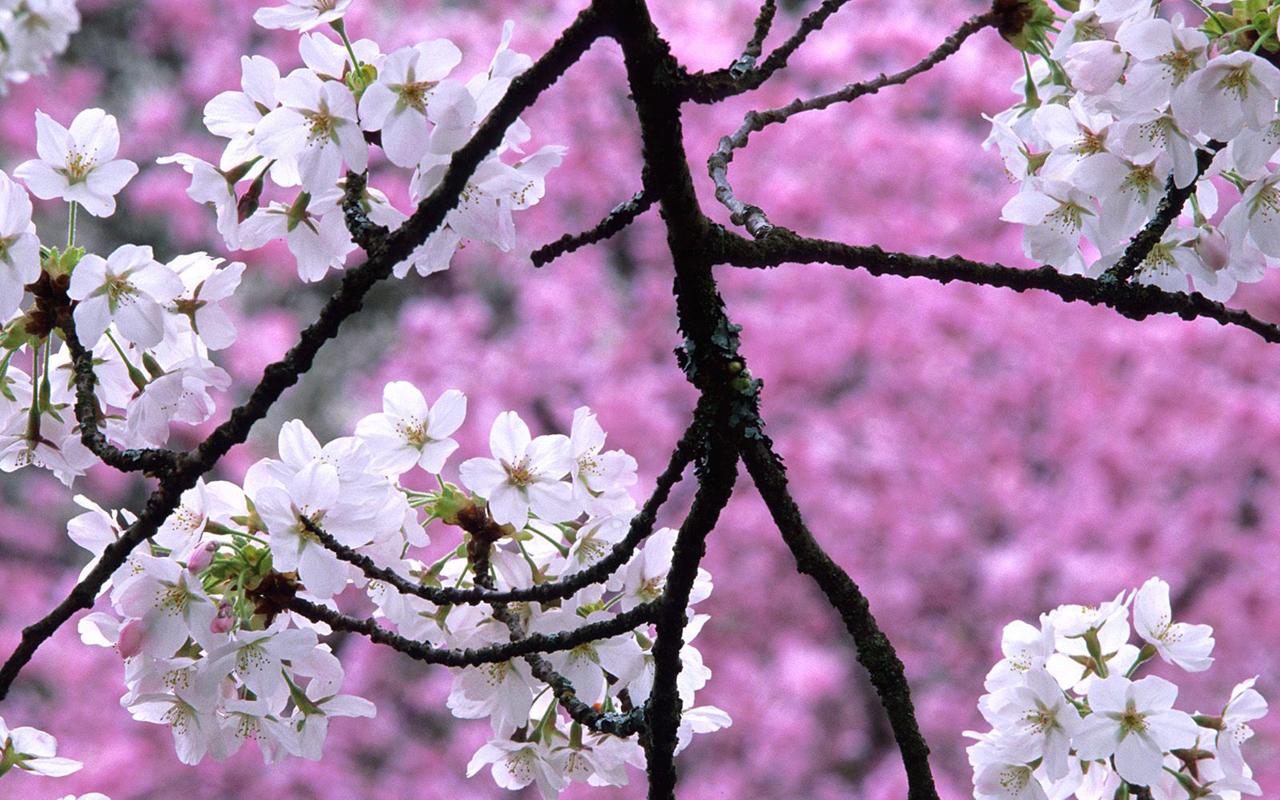 papier peint arbre fleur,fleur,fleur,plante,printemps,fleur de cerisier