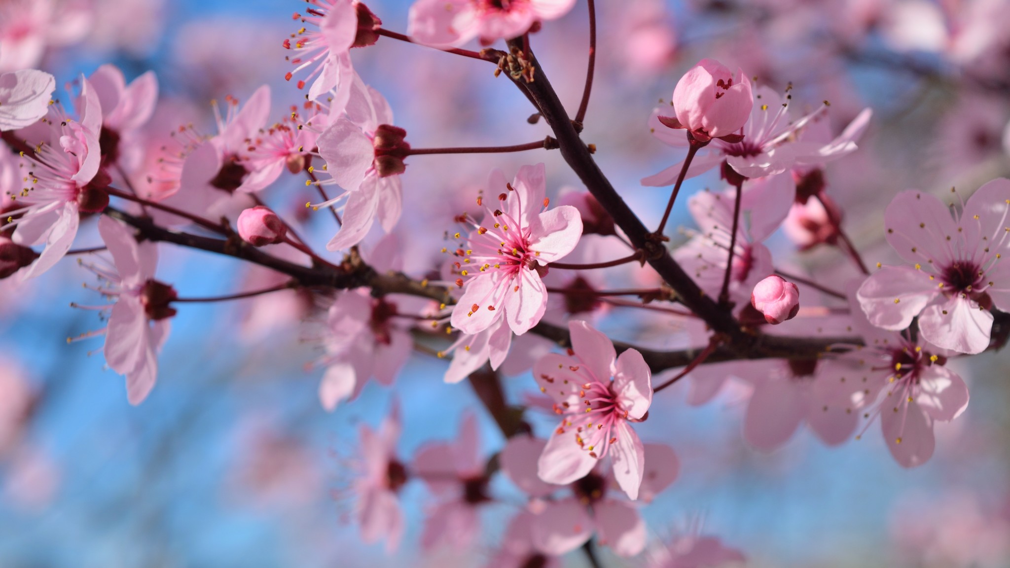 blossom tree wallpaper,flower,blossom,branch,spring,plant