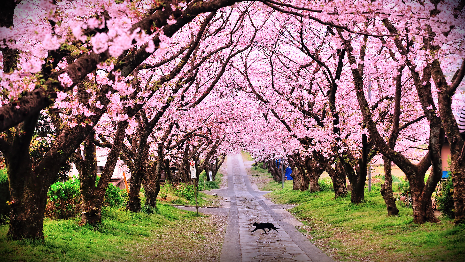 桜の木の壁紙,花,木,花,春,桜の花