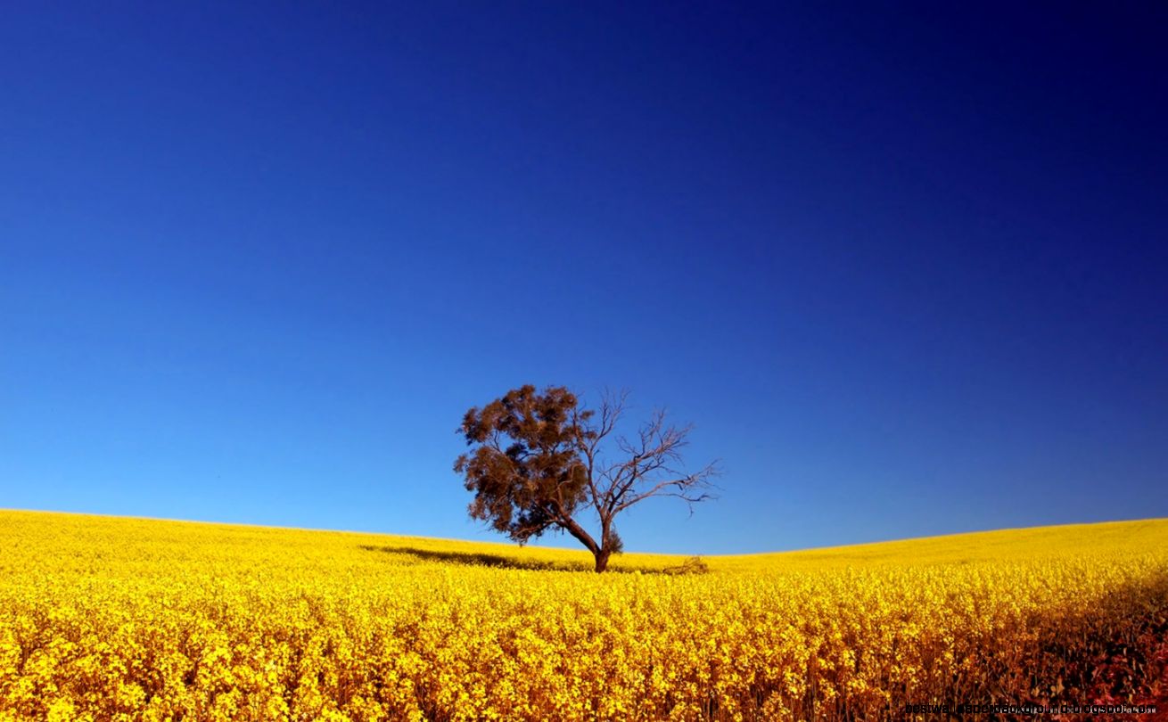 sfondi per presentazioni fotografiche,paesaggio naturale,campo,cielo,canola,natura