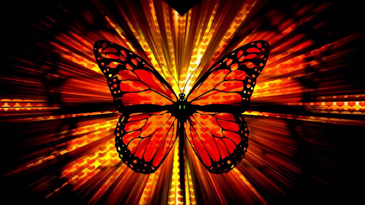 photo slideshow wallpaper,butterfly,orange,red,light,lighting
