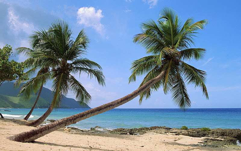 photo slideshow wallpaper,tree,tropics,palm tree,arecales,caribbean
